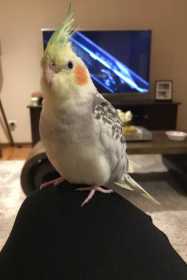 Lost Cockatiel