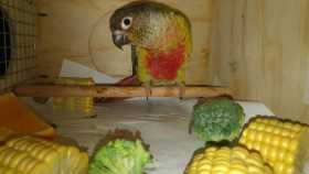 Lost Conure