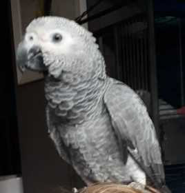 Lost African Grey