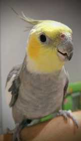 Lost Cockatiel