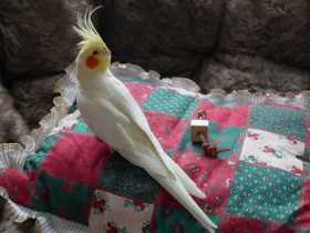 Lost Cockatiel