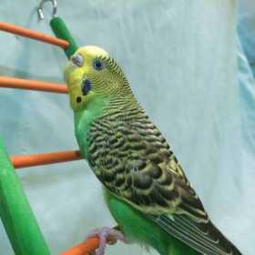 Lost Parakeet