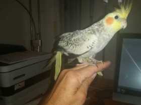 Lost Parakeet