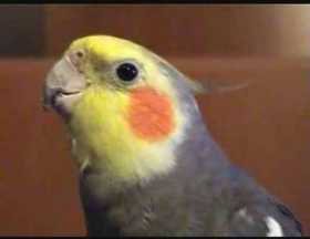 Lost Cockatiel