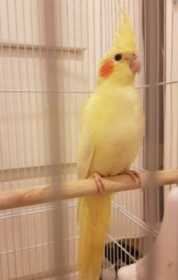 Lost Cockatiel