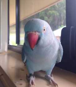 Lost Indian Ringneck Parakeet