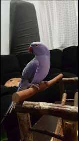 Lost Indian Ringneck Parakeet