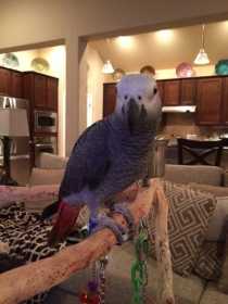 Lost African Grey