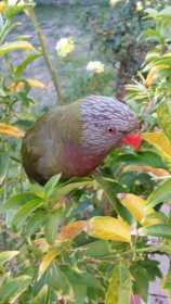 Lost Lory / Lorikeet