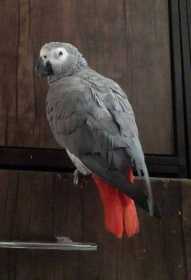 Lost African Grey