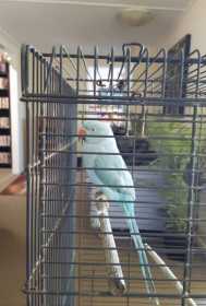 Lost Australian Ringneck Parakeet