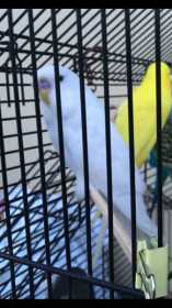 Lost Budgerigar