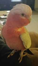 Lost Galah Cockatoo