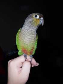 Lost Conure