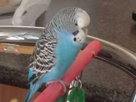 Lost Budgerigar