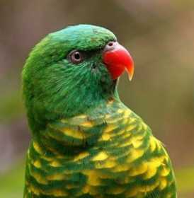 Lost Lory / Lorikeet