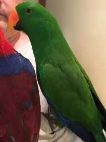 Lost Eclectus