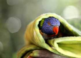 Lost Lory / Lorikeet