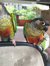 Lost Conure