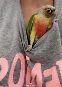 Lost Conure