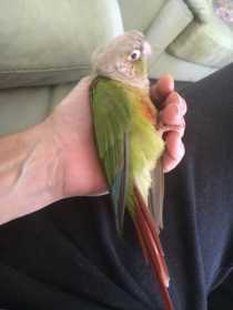 Lost Conure