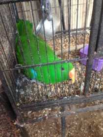 Lost Eclectus