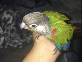 Lost Conure