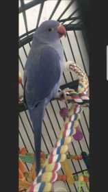 Lost Indian Ringneck Parakeet