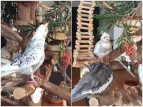 Lost Cockatiel