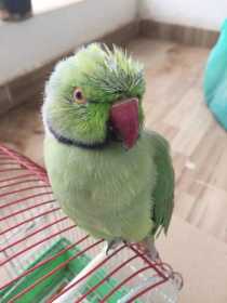 Lost Indian Ringneck Parakeet