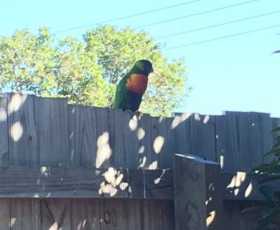 Lost Lory / Lorikeet