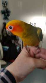 Lost Conure