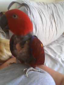 Lost Eclectus