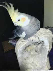 Lost Cockatiel