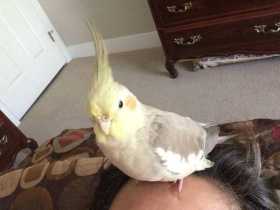 Lost Cockatiel