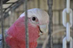 Lost Galah Cockatoo