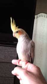 Lost Cockatiel