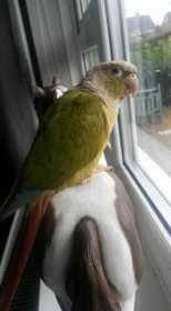 Lost Conure