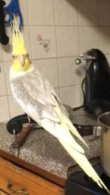 Lost Cockatiel