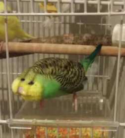 Lost Budgerigar