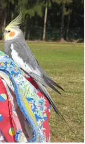 Lost Cockatiel