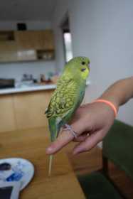 Lost Budgerigar