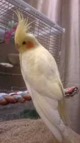 Lost Cockatiel