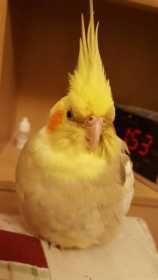 Lost Cockatiel