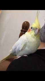 Lost Cockatiel