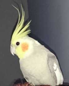 Lost Cockatiel