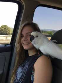 Lost Cockatoo