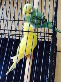 Lost Budgerigar