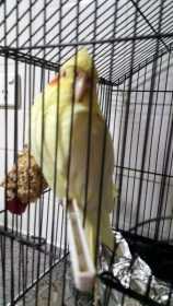 Lost Cockatiel