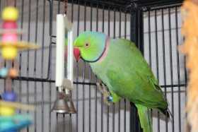 Lost Indian Ringneck Parakeet